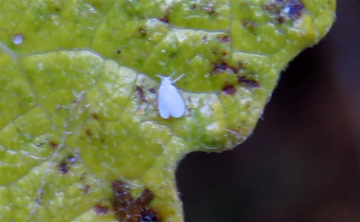 Aleyrodidae ID